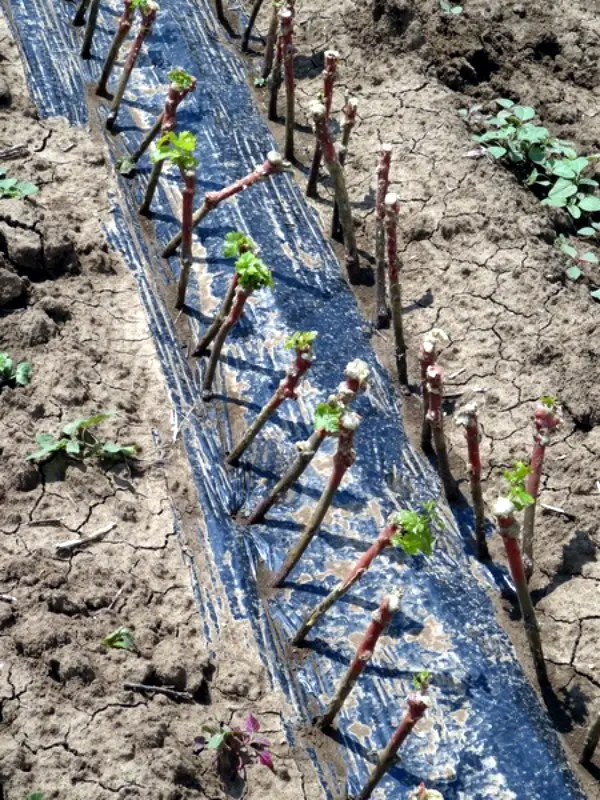 Growing grapes from cuttings: harvesting and rooting