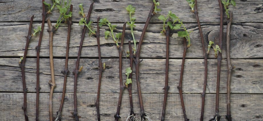 Growing grapes from cuttings: harvesting and rooting