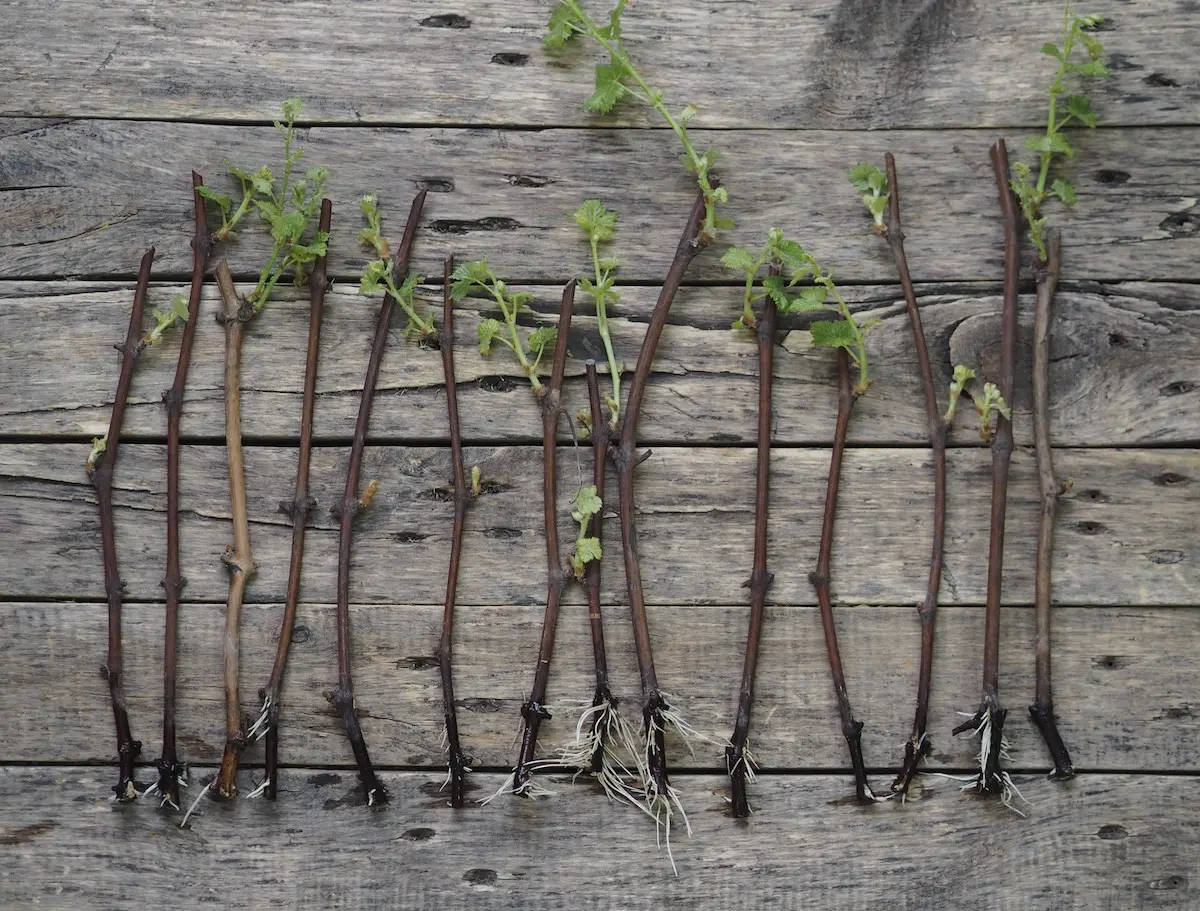 Growing grapes from cuttings: harvesting and rooting