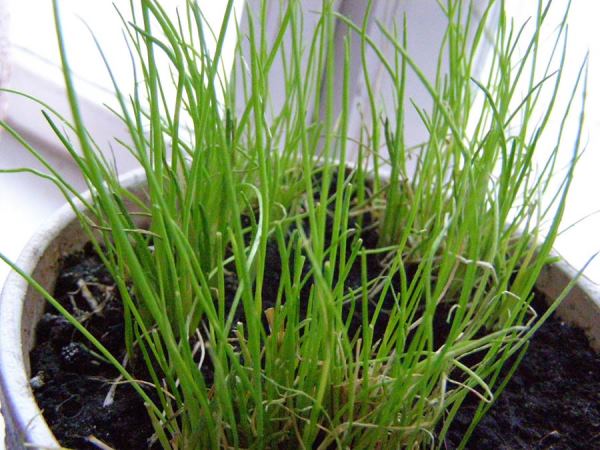 Growing greens on the windowsill at home