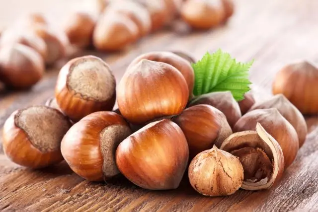 Growing hazelnuts from nuts