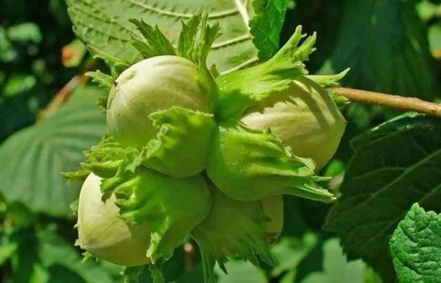 Growing hazelnuts from nuts