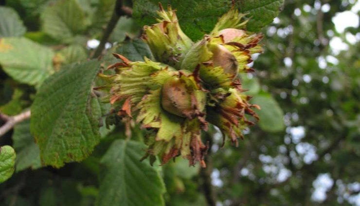 Growing hazelnuts from nuts