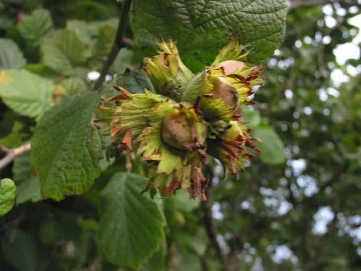 Growing hazelnuts from nuts