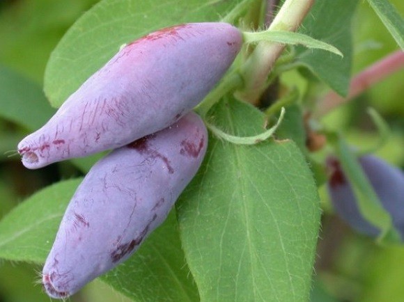 Growing honeysuckle in the Moscow region: planting and care, harvesting