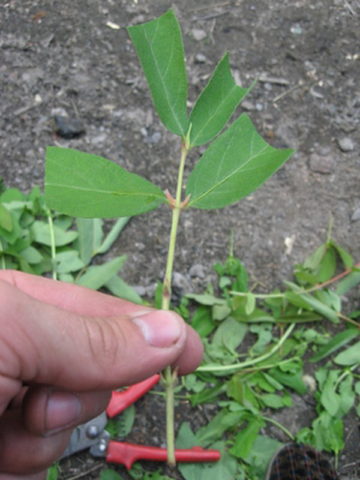 Growing honeysuckle in the Moscow region: planting and care, harvesting