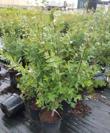 Growing honeysuckle in the Moscow region: planting and care, harvesting