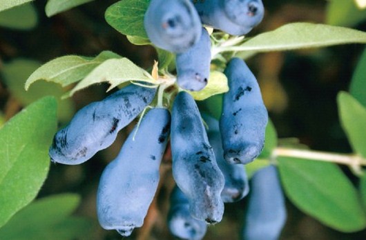 Growing honeysuckle in the Moscow region: planting and care, harvesting