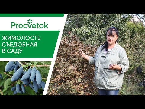 Growing honeysuckle in the Moscow region: planting and care, harvesting