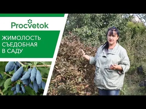 Growing honeysuckle in the Moscow region: planting and care, harvesting