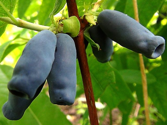 Growing honeysuckle in the Moscow region: planting and care, harvesting