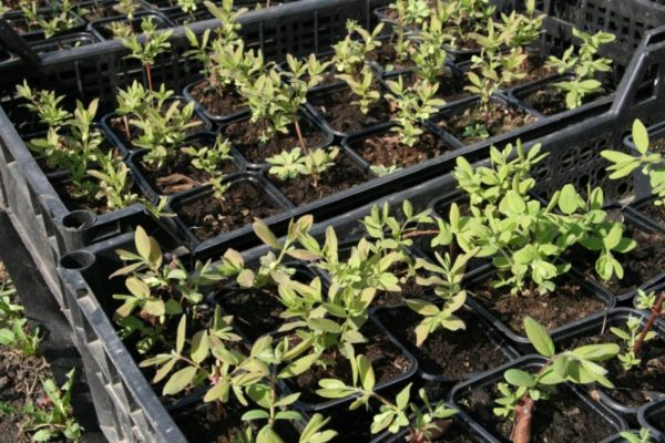 Growing honeysuckle in the Moscow region: planting and care, harvesting