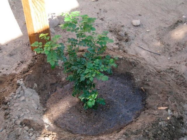 Growing honeysuckle in the Moscow region: planting and care, harvesting