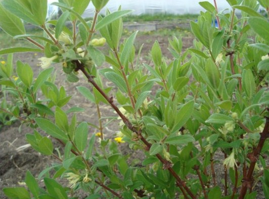 Growing honeysuckle in the Moscow region: planting and care, harvesting