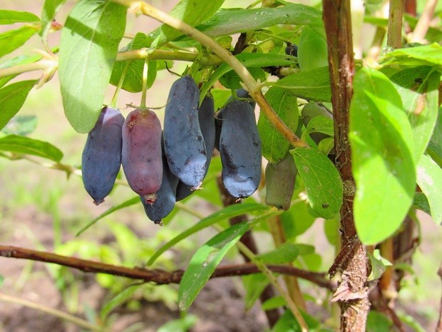 Growing honeysuckle in the Moscow region: planting and care, harvesting