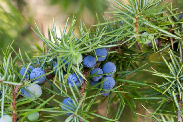 Growing juniper from seeds