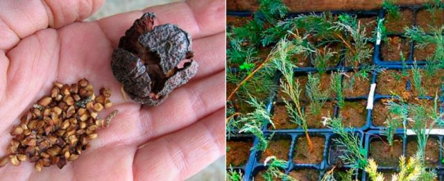 Growing juniper from seeds