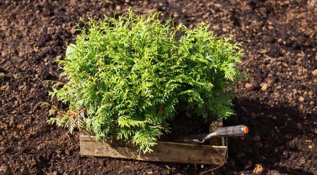 Growing juniper from seeds