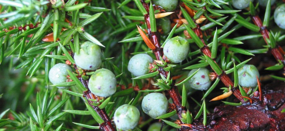 Growing juniper from seeds