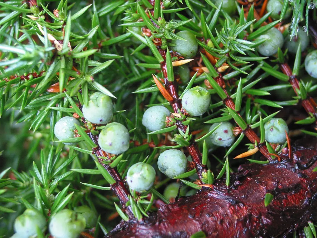 Growing juniper from seeds