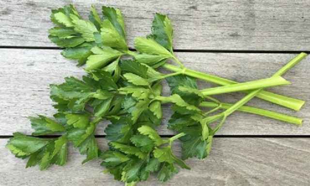 Growing leafy celery