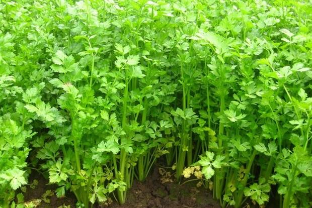 Growing leafy celery