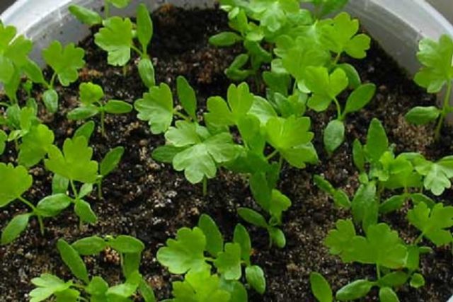 Growing leafy celery