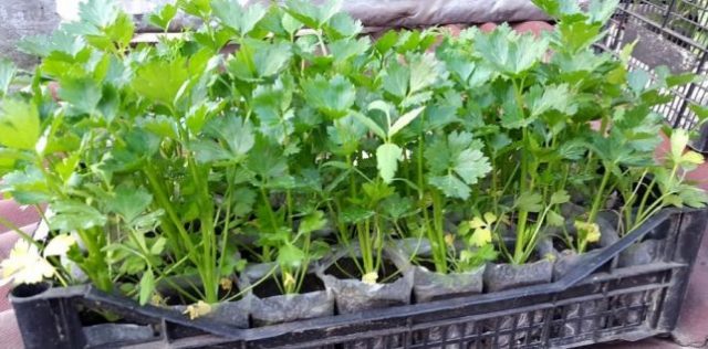 Growing leafy celery