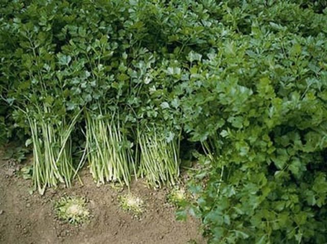 Growing leafy celery