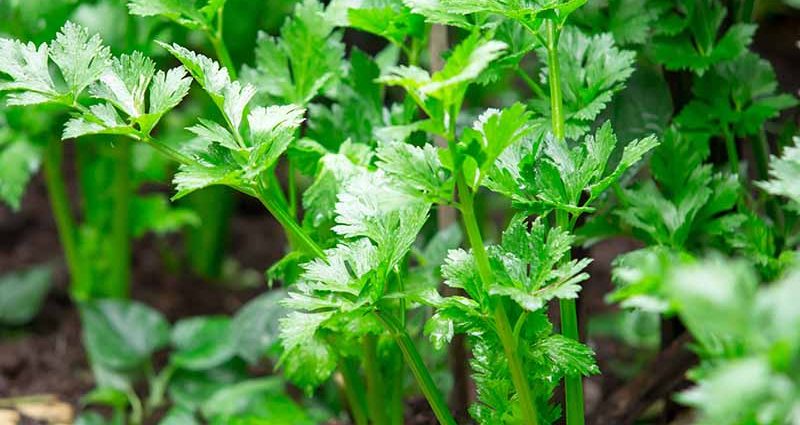 Growing leafy celery