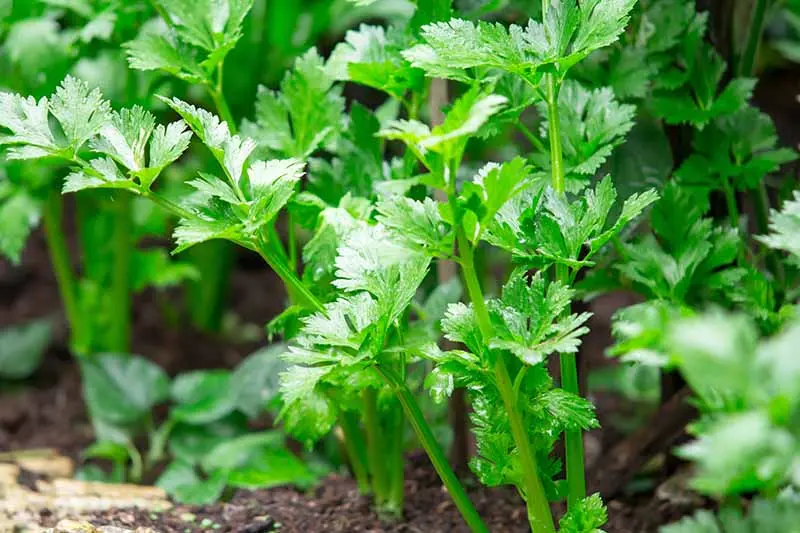 Growing leafy celery