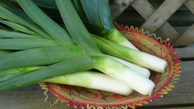 Growing leeks in Siberia