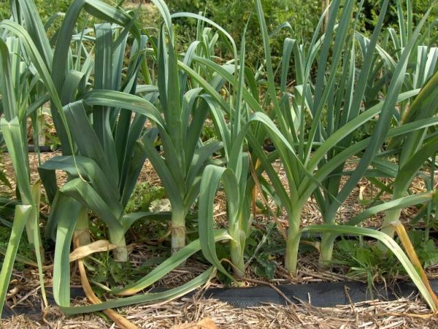 Growing leeks in Siberia