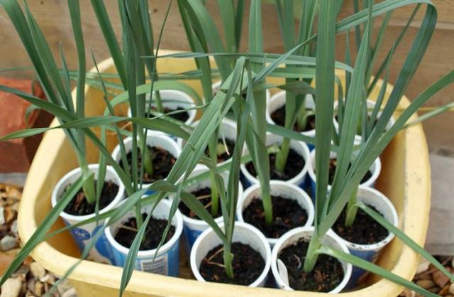 Growing leeks in Siberia