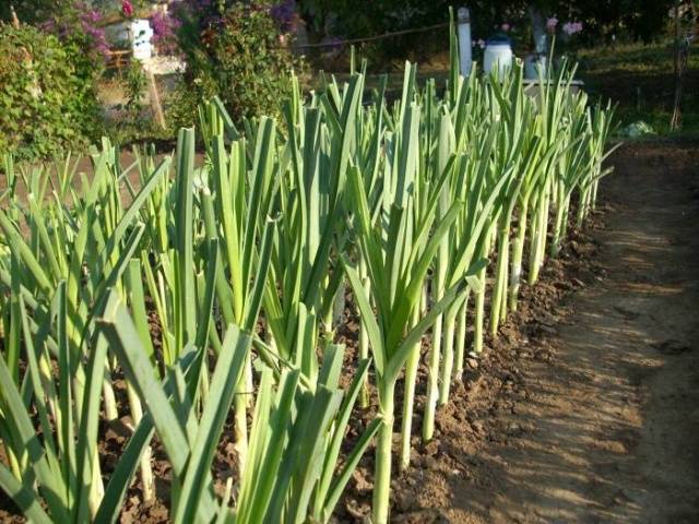 Growing leeks in Siberia