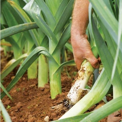 Growing leeks in Siberia