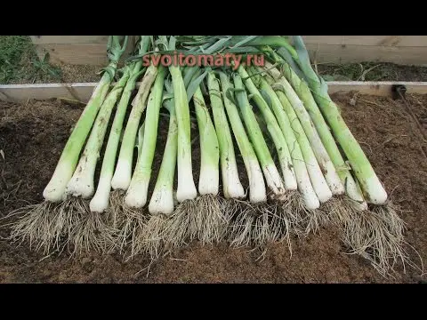 Growing leeks in Siberia