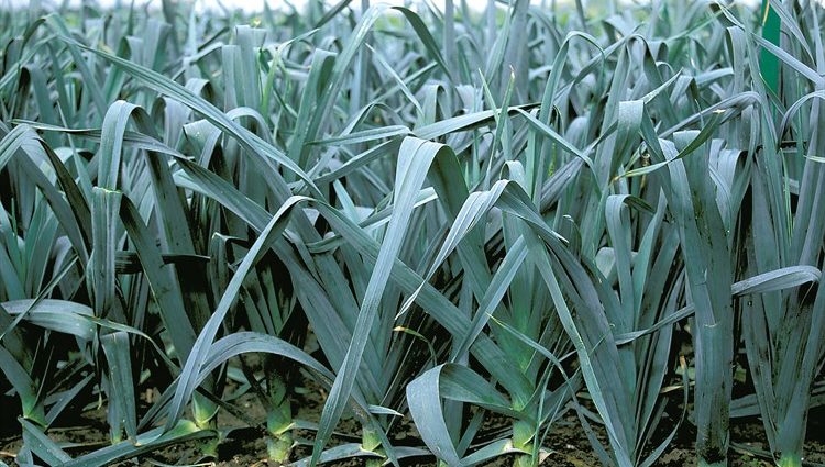 Growing leeks in Siberia