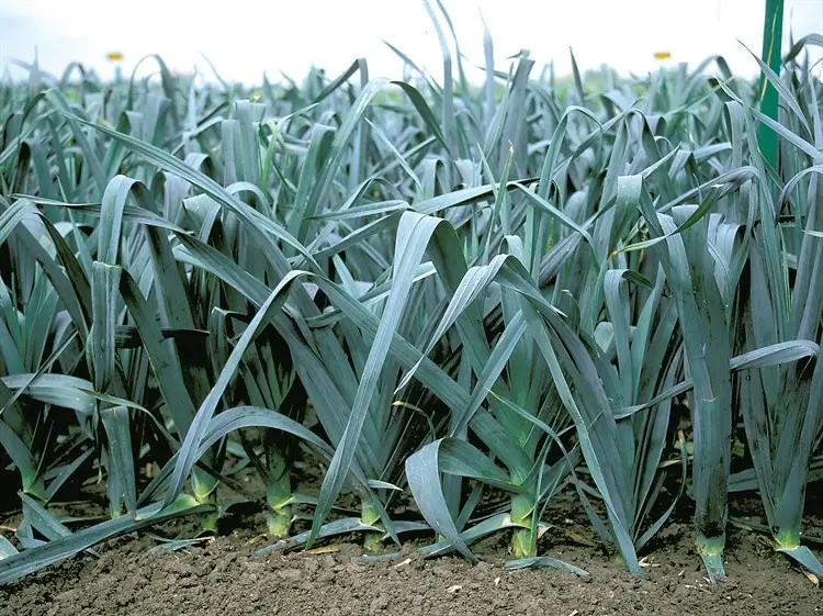 Growing leeks in Siberia