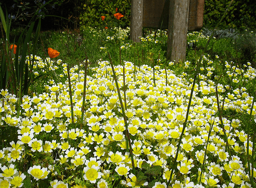 Growing limnanthes from seed when planting for seedlings