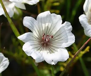 Growing limnanthes from seed when planting for seedlings