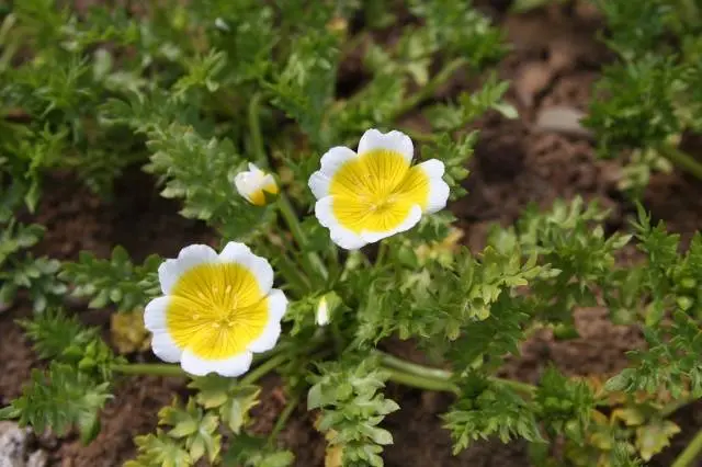 Growing limnanthes from seed when planting for seedlings