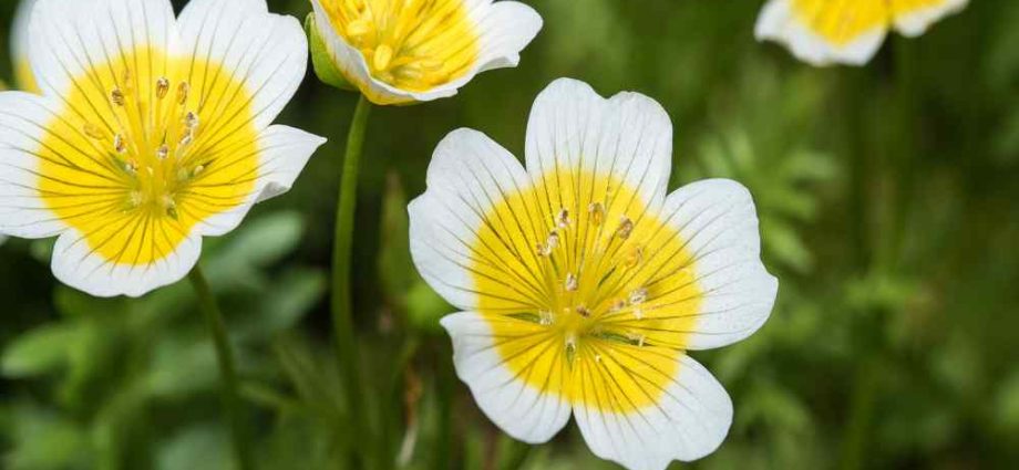 Growing limnanthes from seed when planting for seedlings