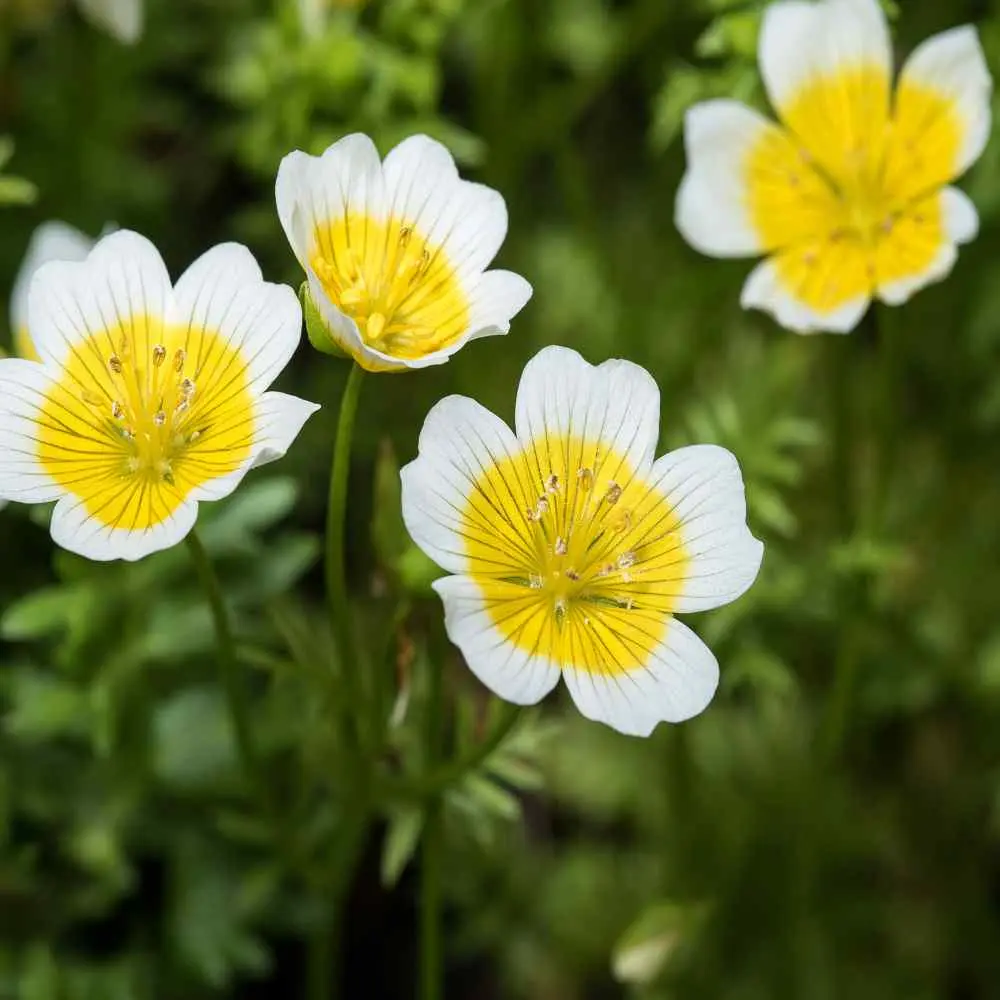 Growing limnanthes from seed when planting for seedlings