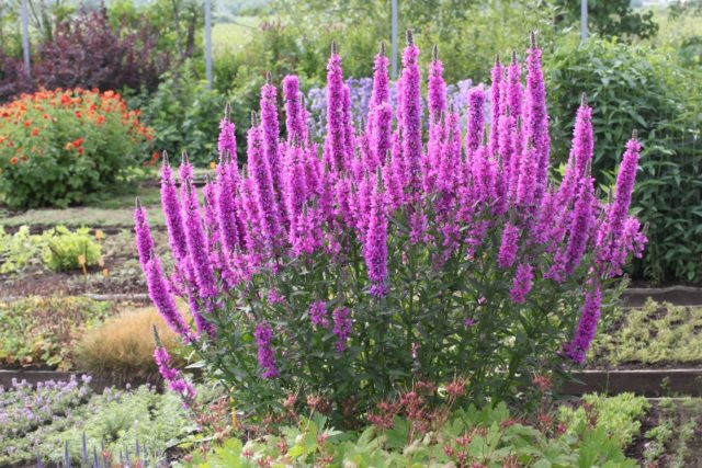 Growing loosestrife Pink pearls from seeds, planting and care, varieties