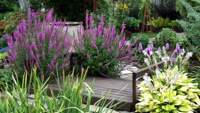 Growing loosestrife Pink pearls from seeds, planting and care, varieties