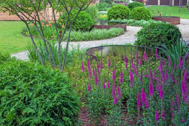 Growing loosestrife Pink pearls from seeds, planting and care, varieties