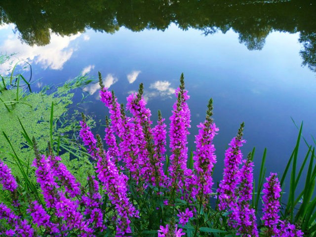 Growing loosestrife Pink pearls from seeds, planting and care, varieties