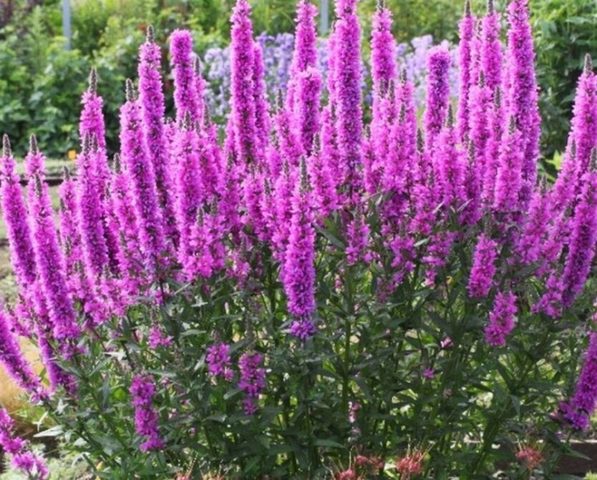 Growing loosestrife Pink pearls from seeds, planting and care, varieties