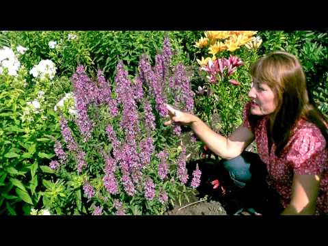 Growing loosestrife Pink pearls from seeds, planting and care, varieties